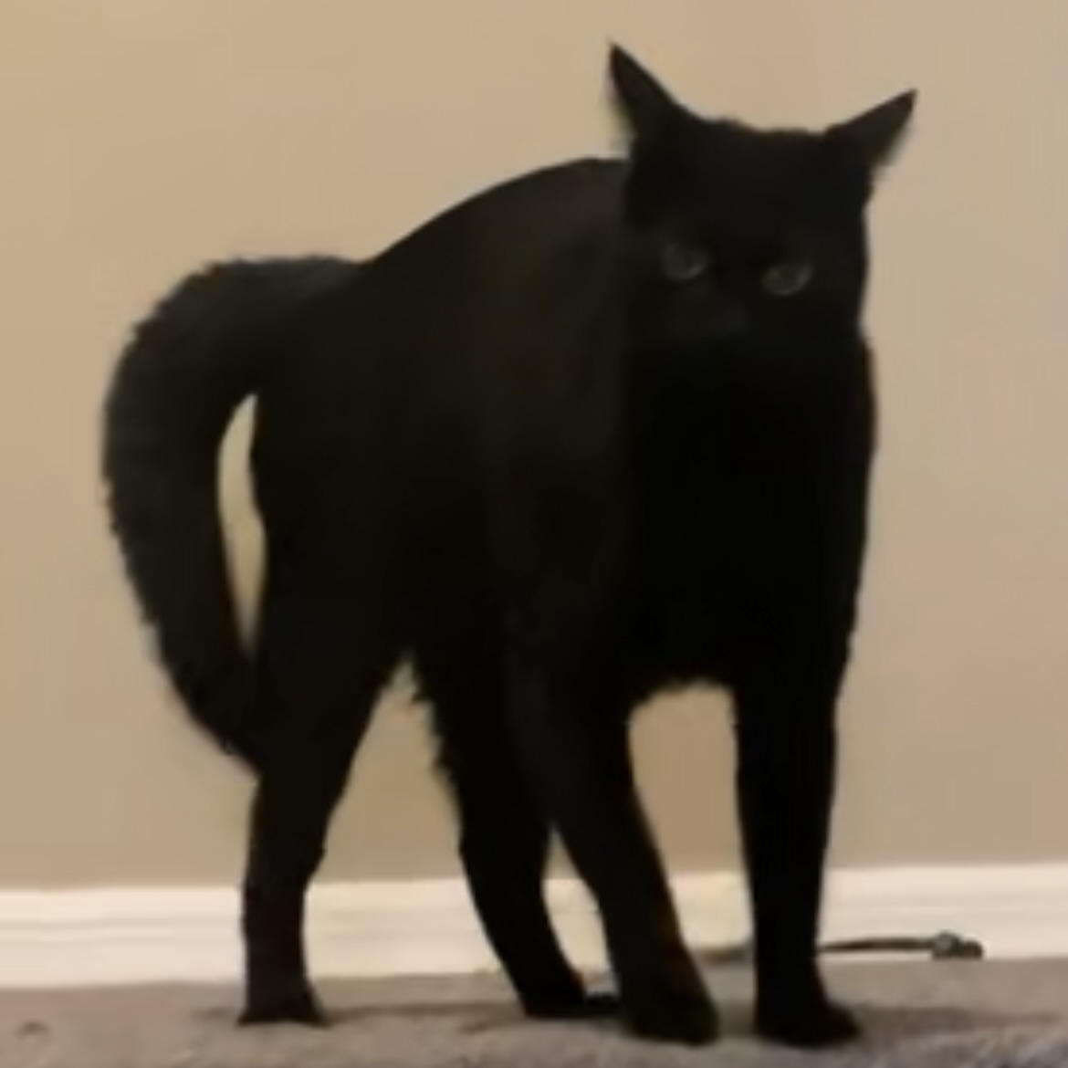 Toothless Crib